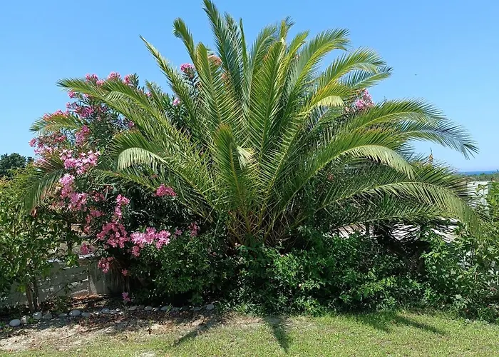 Alonia Summerhouse In Fanes 別荘 Fánai